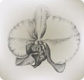 Orchid flower, hand drawing. Vector illustration.