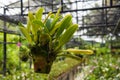 Orchid flower hangs in the pot at the glasshouse Royalty Free Stock Photo