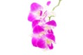 Orchid flower head bouquet isolated on white background Royalty Free Stock Photo