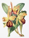 Orchid flower illustration. Cattleya Dowiana orchid