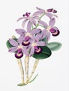 Orchid flower illustration. Cattleya Superba orchid