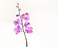 Orchid flower ink brush abstract painting in chinese traditional art style Royalty Free Stock Photo