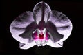 Orchid flower isloated on black background