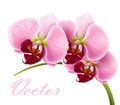 Orchid flower isolated - vector is available too!