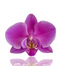 Orchid flower isolated beautiful delicate on white background blossom Royalty Free Stock Photo