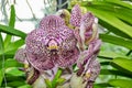 Orchid flower in Kew gardens greenhouse, London, UK Royalty Free Stock Photo