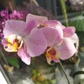 Orchid flower leco fantastic Royalty Free Stock Photo