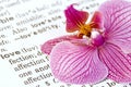 Orchid flower on love Royalty Free Stock Photo