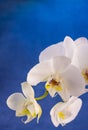 Orchid flower on blue background showing `Like`.