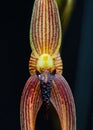 Orchid flower macro