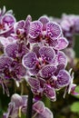 Orchid Flower, Magenta-Pattern