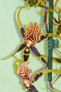 Orchid flower Odontoglossum Luteopurpureum Lindl. May 12, 2019. Madrid Spain. Botanical Biology Nature Photography