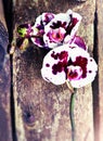 Orchid Flower On Old Vintage Wooden Background