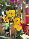Orchid flower ornamental plant moon or Doritaenopsis with yellow petals with purple patterns