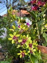 Orchid flower ornamental plant moon or Doritaenopsis with yellow petals with purple patterns