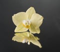 Orchid flower over black Royalty Free Stock Photo