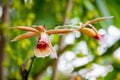 Orchid flower, Phaius wallichii