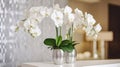 Orchid Flower Phalaenopsis or White Falah on Table. Luxury Floral Herb Decoration of Office Room or Beauty Salon Reception.