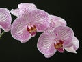 Orchid phaleanopsis close up