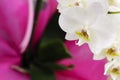 Orchid flower on pink background