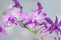 Orchid Flower Royalty Free Stock Photo