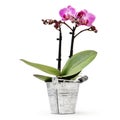 Orchid flower plant in pot metal bucket isolated on white background, florist shop or gift card present Royalty Free Stock Photo