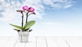Orchid flower plant in pot metal bucket isolated on wooden white table and sky background, web banner florist shop or gift card
