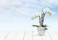 Orchid flower plant in pot metal bucket on wooden white table and sky background, web banner florist shop or gift card