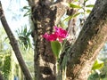 orchid flower planting orchids pink flowers self plant