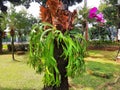 Orchid flower plants are combined with deer antler ferns attached to trees to decorate city parks Royalty Free Stock Photo