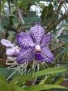 Orchid Flower, Purple Color Flower, Natural Flower, Uneddited, Nature Lovers Royalty Free Stock Photo