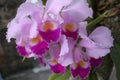 Orchid flower Royalty Free Stock Photo