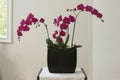 Orchid flower purple in planter