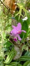 Orchid Flower single blossom