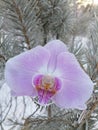 Orchid flower snow frost