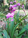 Orchid Flower In sri lanka Royalty Free Stock Photo