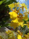 Orchid Flower in Sri Lankan garden