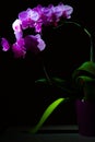 Orchid flowerorchid flower on the black background in soft light standing on table. Royalty Free Stock Photo