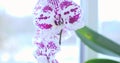 An orchid flower stands in a pot on the window. A beautiful blooming purple orchid flower close-up against the