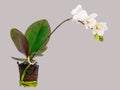 Orchid flower with stem, leaves, roots and earth isolated on gray background