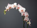 Orchid flower in studio background, single orchid flower, Beautiful flower images