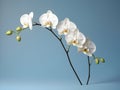 Orchid flower in studio background, single orchid flower, Beautiful flower images