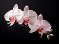 Orchid flower in studio background, single orchid flower, Beautiful flower images