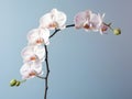 Orchid flower in studio background, single orchid flower, Beautiful flower images