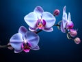 Orchid flower in studio background, single orchid flower, Beautiful flower images