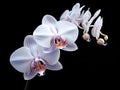 Orchid flower in studio background, single orchid flower, Beautiful flower images