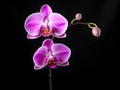 Orchid flower in studio background, single orchid flower, Beautiful flower images