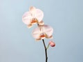 Orchid flower in studio background, single orchid flower, Beautiful flower images