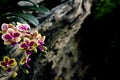Orchid flower Thailand background art Royalty Free Stock Photo