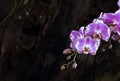 Orchid flower Thailand background art Royalty Free Stock Photo